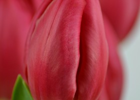 Tulipa Red Mark (4)