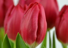 Tulipa Red Mark (5)