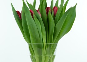 Tulipa Red Power (1)