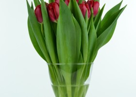Tulipa Red Power (2)