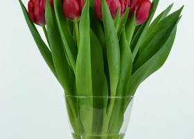 Tulipa Red Power (3)