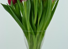 Tulipa Red Power (4)