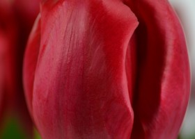 Tulipa Red Power (5)