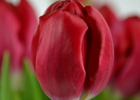 Tulipa Red Power (6)