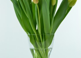 Tulipa Roman Empire (1)