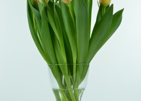 Tulipa Roman Empire (2)