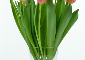 Tulipa Roman Empire (3)