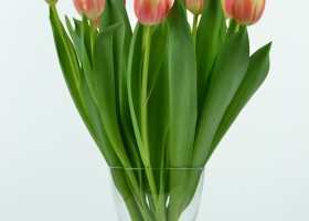 Tulipa Roman Empire (4)