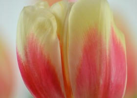 Tulipa Roman Empire (5)