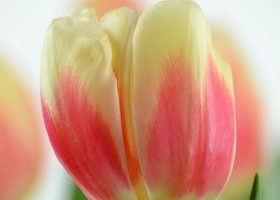 Tulipa Roman Empire (6)