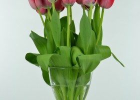 Tulipa Spryng (1)