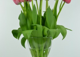 Tulipa Spryng (2)