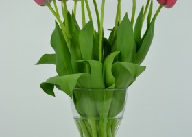 Tulipa Spryng (3)