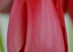 Tulipa Spryng (4)