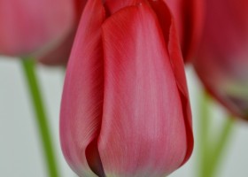 Tulipa Spryng (5)