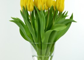 Tulipa Strong Gold (1)
