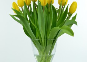 Tulipa Strong Gold (2)