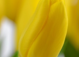 Tulipa Strong Gold (3)