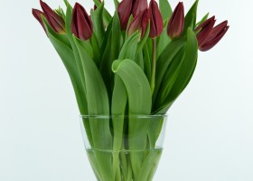 Tulipa Strong Love (1)