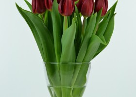 Tulipa Strong Love (2)