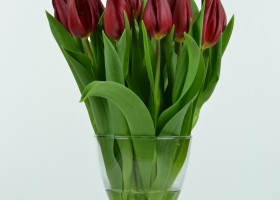 Tulipa Strong Love (3)