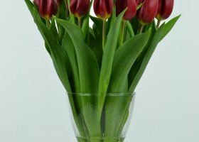 Tulipa Strong Love (4)