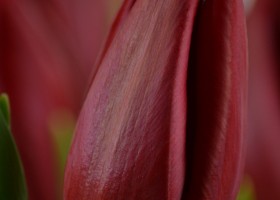 Tulipa Strong Love (5)
