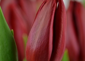 Tulipa Strong Love (6)