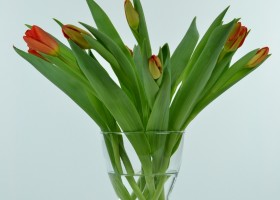 Tulipa Sunbelt (1)