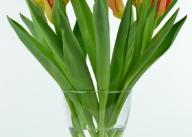 Tulipa Sunbelt (2)