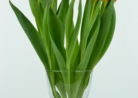 Tulipa Sunbelt (4)