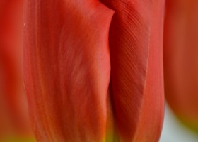 Tulipa Sunbelt (5)