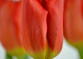 Tulipa Sunbelt (6)