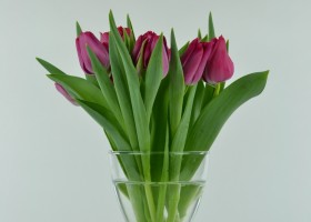 Tulipa Sweet Rosy (1)
