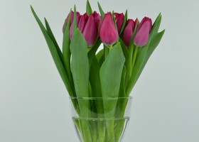 Tulipa Sweet Rosy (2)