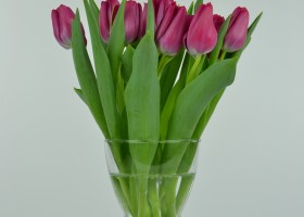 Tulipa Sweet Rosy (3)