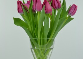Tulipa Sweet Rosy (4)