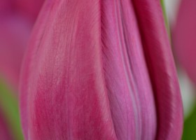 Tulipa Sweet Rosy (5)