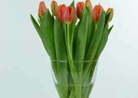 Tulipa Time Out (1)