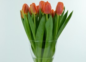 Tulipa Time Out (2)