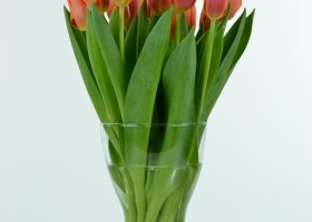 Tulipa Time Out (3)