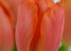 Tulipa Time Out (4)