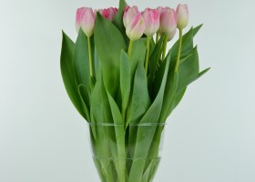 Tulipa Upstar (1)