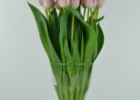 Tulipa Upstar (2)