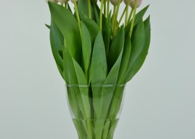 Tulipa Upstar (3)