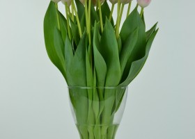 Tulipa Upstar (4)