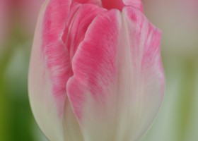 Tulipa Upstar (5)