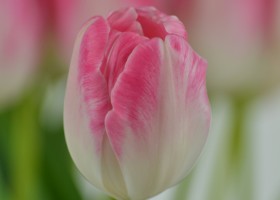 Tulipa Upstar (6)