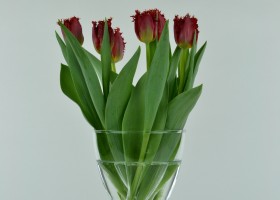Tulipa Valery Gergiev (1)