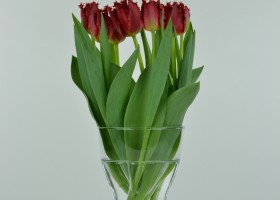 Tulipa Valery Gergiev (2)